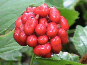 Ginseng Berries - Colwells Ginseng