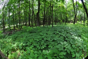 Ginseng-Farm---Colwells-Ginseng